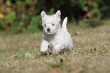 WESTIE 124